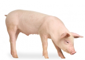 Porc Produits Cuisine française