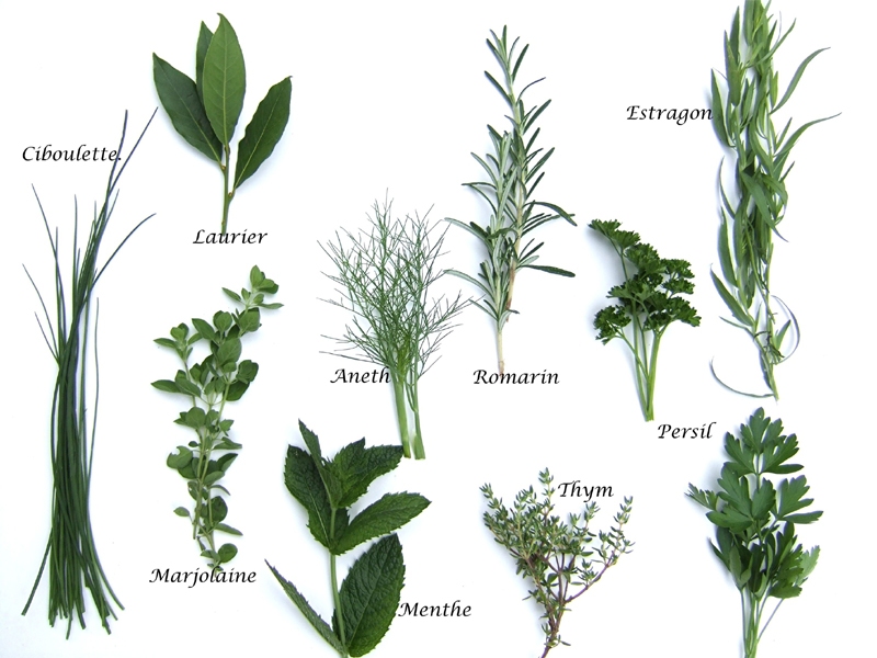 Les herbes aromatiques (70x100)