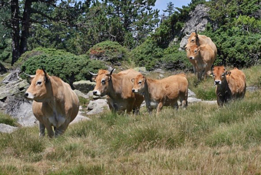 Rosée Des Pyrénées Cuisine Française